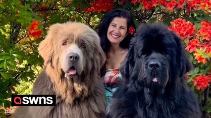 'My dogs are so huge people stop me in the street to ask if they are bears'