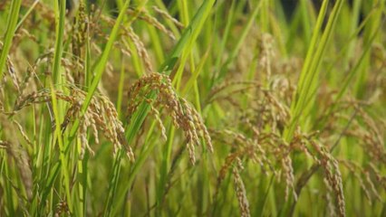 Sony präsentiert bahnbrechendes Material aus Reishüllen in neuem Trailer 🌾