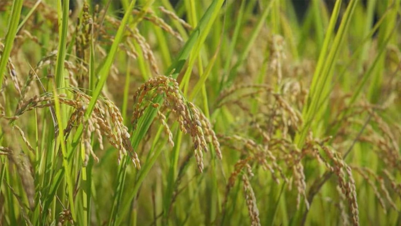 Sony stellt mit einem Trailer ein innovatives Material aus Reishüllen vor