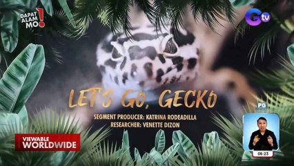 50 leopard geckos o tuko, hilig alagaan at paramihin ng isang medical student | Dapat Alam Mo!