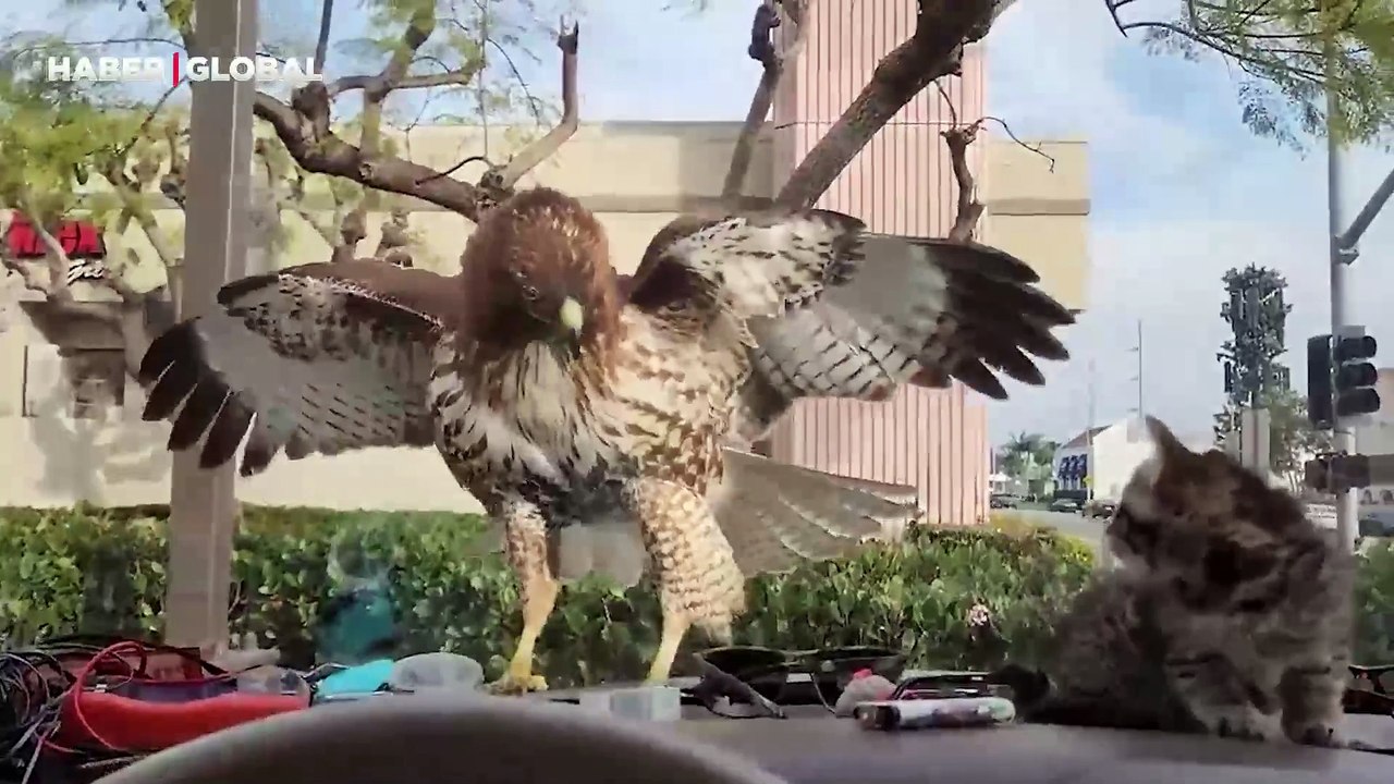 Şehrin ortasında bir anda görüntülendi: Yavru kediyi kapmak isteyen yırtıcı kuş kamerada