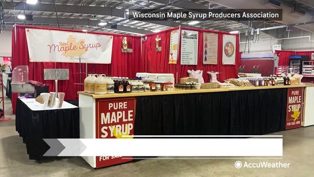 How a warmer start to winter affects maple syrup production