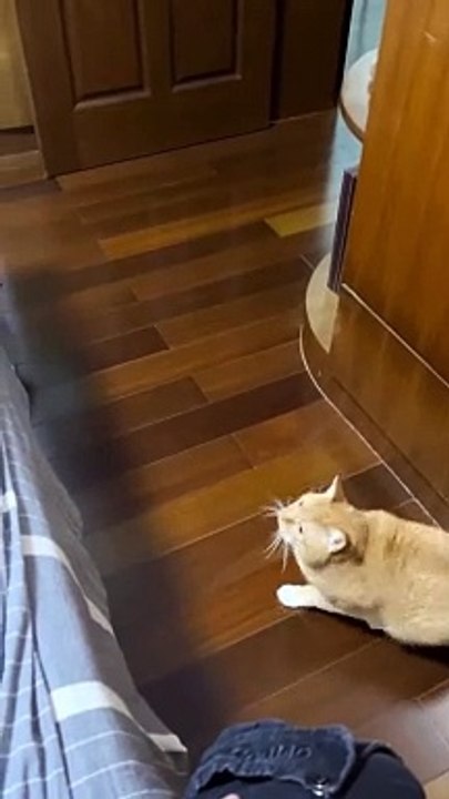 Pet Animals