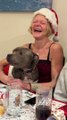 Staffordshire Bull Terrier Enthusiastically Recites Reindeer Names
