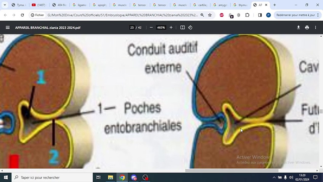 APPAREIL BRANCHIAL PART 2