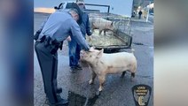 Runaway pig captured by police after going ‘hog wild’ outside Ohio McDonald’s