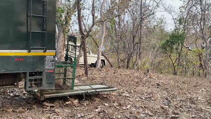 खिवनी अभयारण्य पहुंची कुएं से मिली मादा तेंदुआ