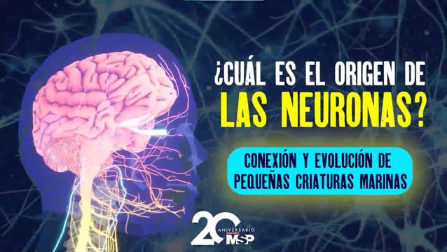 ¿Cuál es el origen de las neuronas? Conexión y evolución de pequeñas criaturas marinas - #ExclusivoMSP