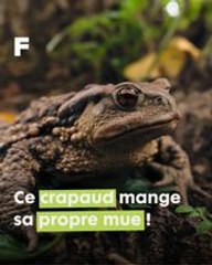 Dermatophagie chez les crapauds : L'étonnant art de dévorer sa propre mue !