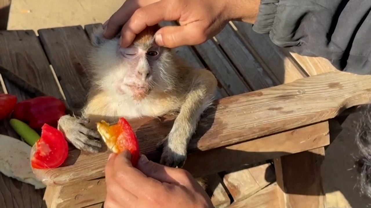 Au zoo de Rafah, les animaux meurent à petit feu