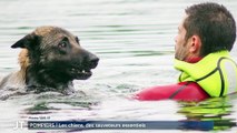 Le Journal - 02/01/2024 - POMPIERS / Les chiens, des sauveteurs essentiels