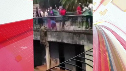 Onça-pintada escala parede de recinto e assusta visitantes; veja vídeo