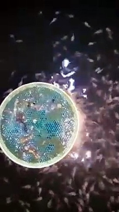 Kalau LARVA LELE sudah bisa makan PASTA seperti ini, HATI TENANG