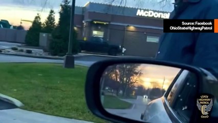 Sika aiheuttaa ongelmia poliiseille paettuaan ja juostuaan McDonald'sin ajokaistalle; katso video