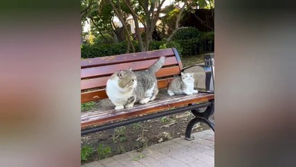 The Unbreakable Bond: A Cat Mom's Love for Her Kittens