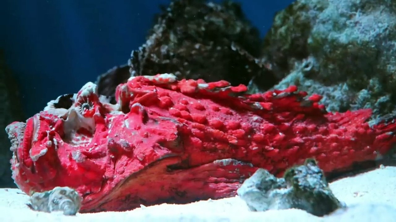 Warum Orcas auch Killerwale genannt werden