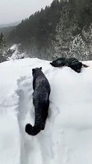 Luna  Venza. Leopard Rottweiler. Cats vs Dogs