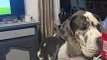 Great Dane Makes Music With Her Wagging Tail