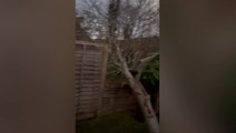 Storm Henk topples tree and shatters garden fence as winds batter Oxfordshire