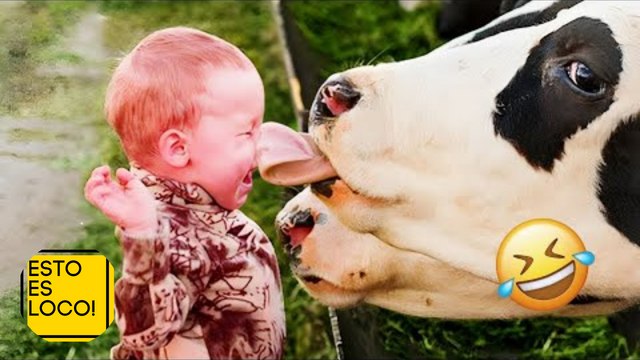 Videos de risa 2024 - Bebés y Animales - Bebés y Momentos Divertidos en la Granja