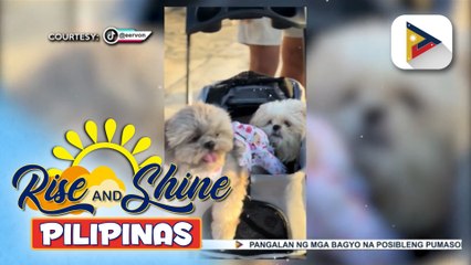 Download Video: Mga adorable pet TikTok star na si Shylo at Happy, kilalanin!