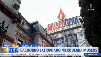 Perro extraviado ingresó desorientado al Museo de Cera y al de Ripley