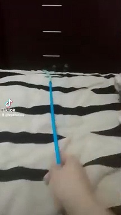 Gato