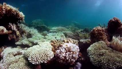 Les défis de la Grande Barrière de corail _ ARTE
