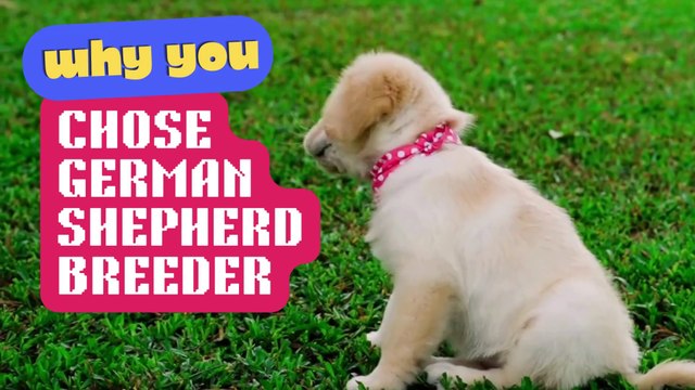 Long Hair German Shepherd Puppies for Sale