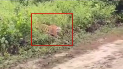 कार्बेट पार्क के गर्जिया पर्यटन जोन में एक बाघिन ने पर्यटकों पर हमला किया