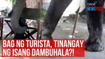 Bag ng turista, tinangay ng isang dambuhala?! | GMA Integrated Newsfeed