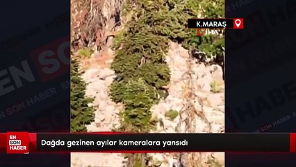 Kahramanmaraş'ta dağda gezinen ayılar kameralara yansıdı