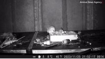 'Ortalığı toparlayan' fare gizli kameraya yakalandı