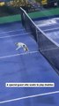 Cat Tries to Catch Tennis Ball During Game