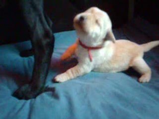 Les chiots à 15 jours