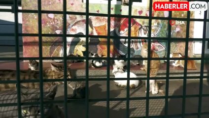 Esenyurt Belediyesi sokak hayvanları için mama üretiyor