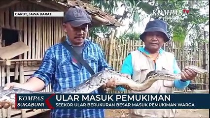 Seekor Ular Berukuran Besar Masuk Pemukiman Warga