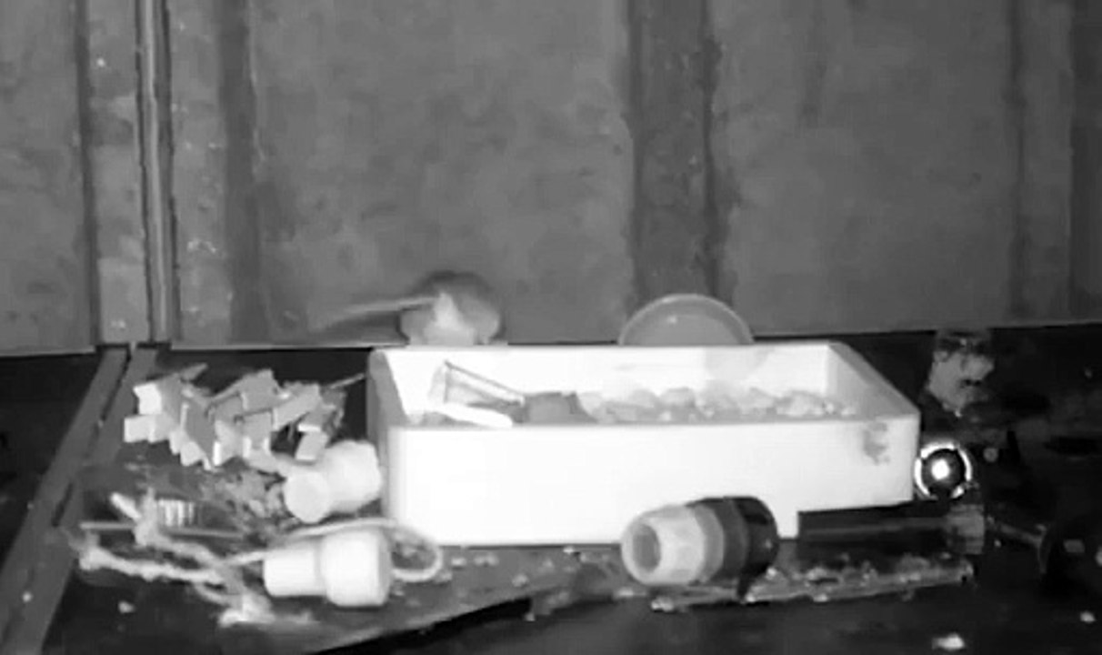 "Incrível". Rato arruma barracão de idoso todas as noites (e há vídeo)