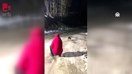 Yolda karşılaştıkları tilkileri tavuk eti ve ekmekle beslediler
