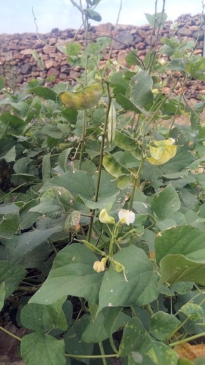 વાલોળ ની ખેતી વાડી