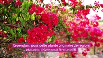 6 conseils pour garder un bougainvillier pendant l'hiver ?