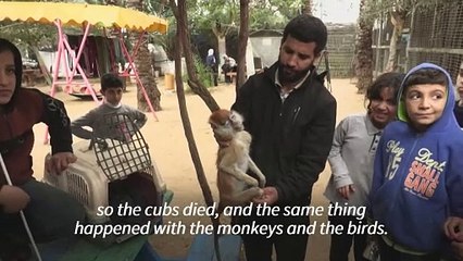 Rafah zookeepers "feed lions bread" amid food shortages in Gaza