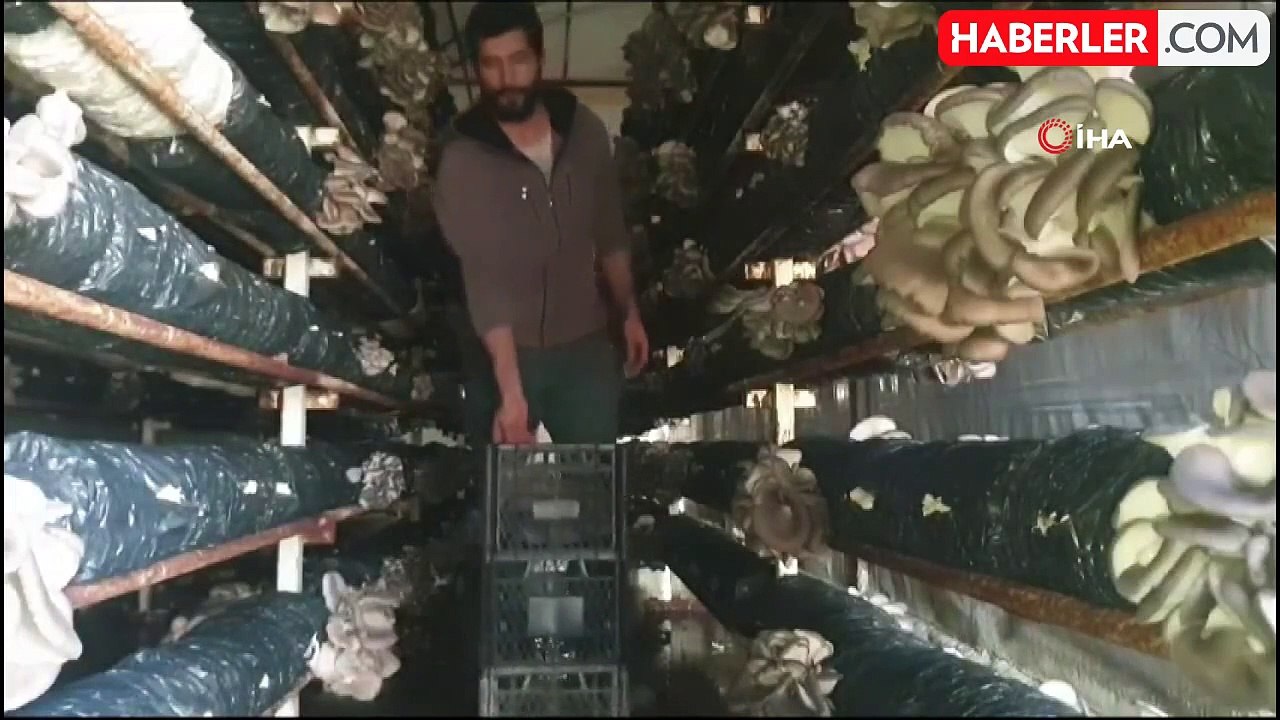 Köyünde kurduğu serada tek başına yılda 20 ton istiridye mantarı üretiyor