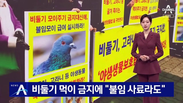 비둘기 먹이 금지에 “불임 사료라도”