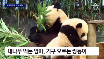 푸바오 동생 쌍둥이, 관람객 만난다