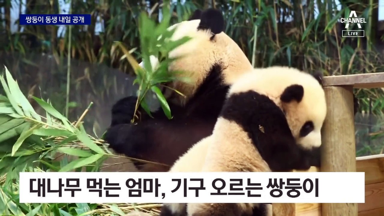 푸바오 동생 쌍둥이, 관람객 만난다