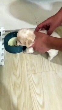 Meet this hungry poodle Daily Dose of Cuteness Credit ....#poodle #poodles #poodlemix #bichonfrise #teacuppuppy #teacuppuppies