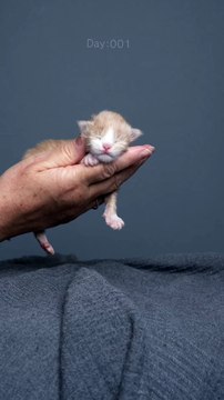 Kitten growing up 50+ hours of work for a few seconds of video hope you enjoy watching this clip of Ma...pictures of him for 7 months now and we had 22 photoshoots so far #furryfritz #catographer #cats #kitten #cutekitty #kit