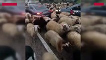 Bursa'da koyun sürüsü trafiği tıkadı
