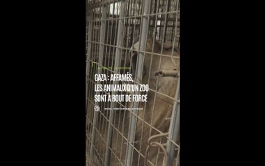 Gaza : les lions du zoo de Rafah nourris avec du pain en raison des pénuries